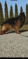 Coco, a female German Shepherd Dog for sale in Buena, NJ – 3 of 6