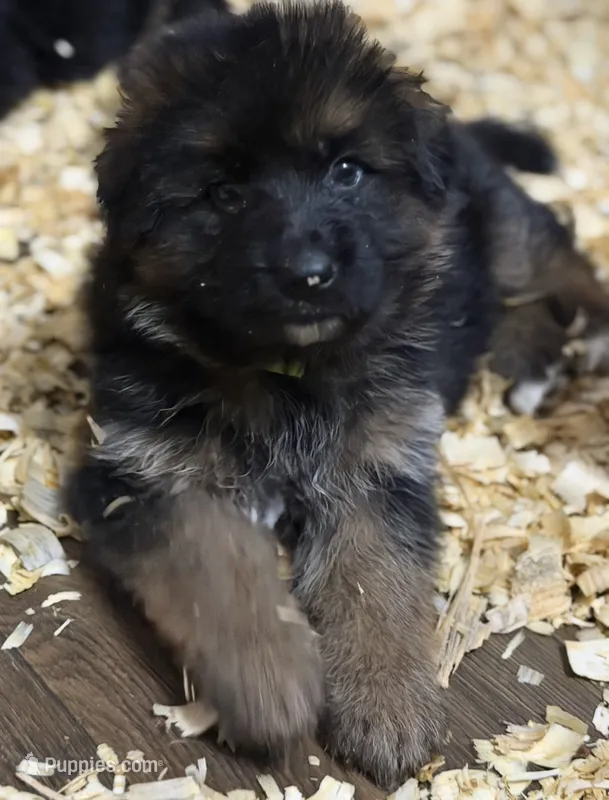 Jax – German Shepherd Dog puppy for sale in Buena, NJ