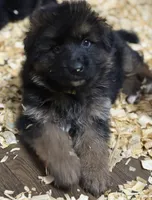 Jax, a male German Shepherd Dog for sale in Buena, NJ – 1 of 9