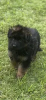 Cora ( purple collar) , a female German Shepherd Dog for sale in Buena, NJ – 5 of 9