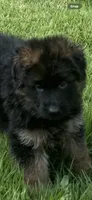 Cora ( purple collar) , a female German Shepherd Dog for sale in Buena, NJ – 7 of 9