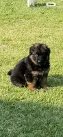 Prada, a female German Shepherd Dog for sale in Buena, NJ – 3 of 10