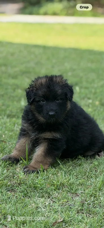 Prada – German Shepherd Dog puppy for sale in Buena, NJ