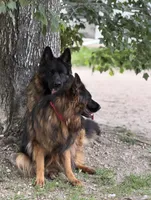 Jax, a male German Shepherd Dog for sale in Buena, NJ – 6 of 9