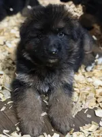 Jax, a male German Shepherd Dog for sale in Buena, NJ – 8 of 9