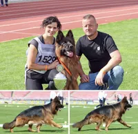 Jax, a male German Shepherd Dog for sale in Buena, NJ – 7 of 9