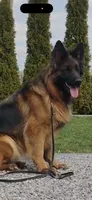 Prada, a female German Shepherd Dog for sale in Buena, NJ – 10 of 10