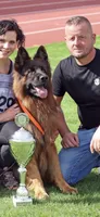 Jax, a male German Shepherd Dog for sale in Buena, NJ – 5 of 9