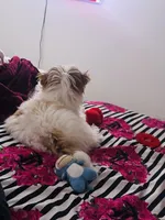 Martín🐶, a male Shihpoo for sale in New York, NY – Photo 4 of 4