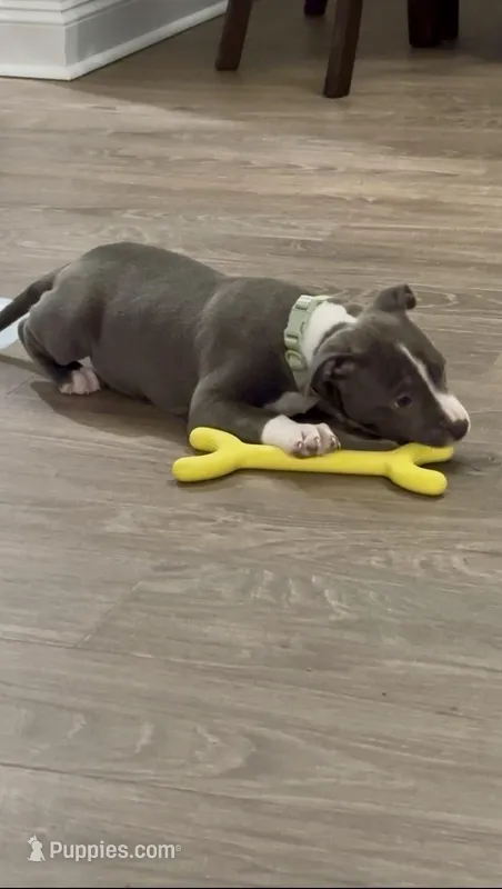 Panda – American Pit Bull Terrier puppy for sale in Rockingham, NC