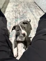 Panda, a male American Pit Bull Terrier for sale in Rockingham, NC – Photo 3 of 3