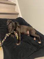 Sade, a female Border Collie and American Pit Bull Terrier for sale in Philadelphia, PA – 3 of 7