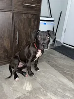 Sade, a female Border Collie and American Pit Bull Terrier for sale in Philadelphia, PA – 4 of 7