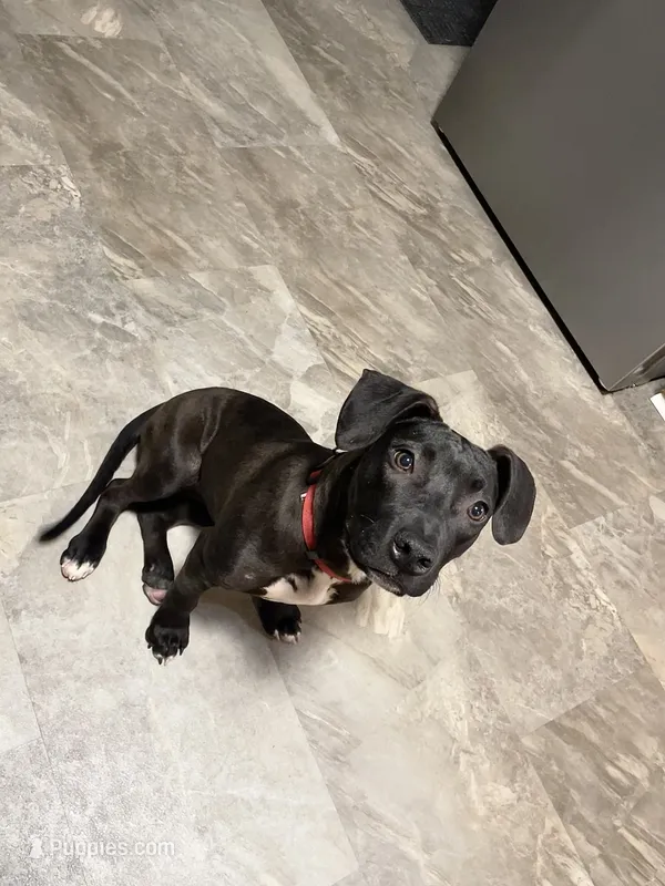 Sade – Border Collie, American Pit Bull Terrier puppy for sale in Philadelphia, PA