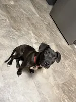 Sade, a female Border Collie and American Pit Bull Terrier for sale in Philadelphia, PA – 1 of 7