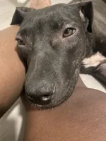 Sade, a female Border Collie and American Pit Bull Terrier for sale in Philadelphia, PA – 6 of 7