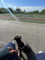 Sade, a female Border Collie and American Pit Bull Terrier for sale in Philadelphia, PA – 7 of 7