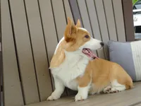 Ivy (AKC), a female Pembroke Welsh Corgi for sale in Nappanee, IN – 3 of 8