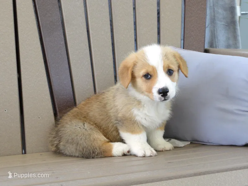 Jasper – Pembroke Welsh Corgi puppy for sale in Nappanee, IN