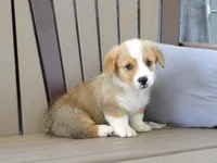 Jasper, a male Pembroke Welsh Corgi for sale in Nappanee, IN – 1 of 7