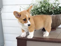 Koda (AKC), a male Pembroke Welsh Corgi for sale in Nappanee, IN – 2 of 8