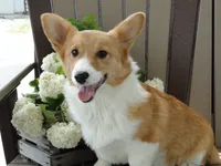 Izzy (AKC), a female Pembroke Welsh Corgi for sale in Nappanee, IN – 6 of 8