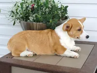 Kobe (AKC), a male Pembroke Welsh Corgi for sale in Nappanee, IN – 3 of 9