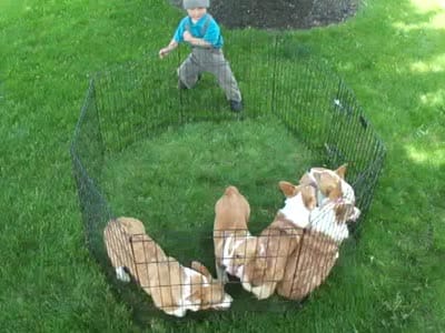 Iris (AKC), a female Pembroke Welsh Corgi for sale in Nappanee, IN – 8 of 8