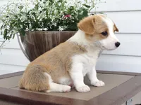 Kona (AKC), a female Pembroke Welsh Corgi for sale in Nappanee, IN – 4 of 7
