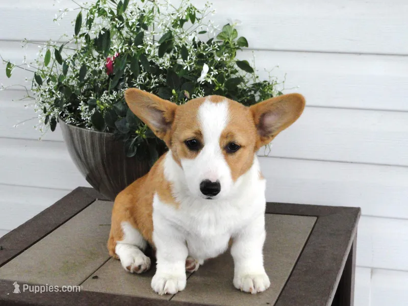 Kona (AKC) – Pembroke Welsh Corgi puppy for sale in Nappanee, IN