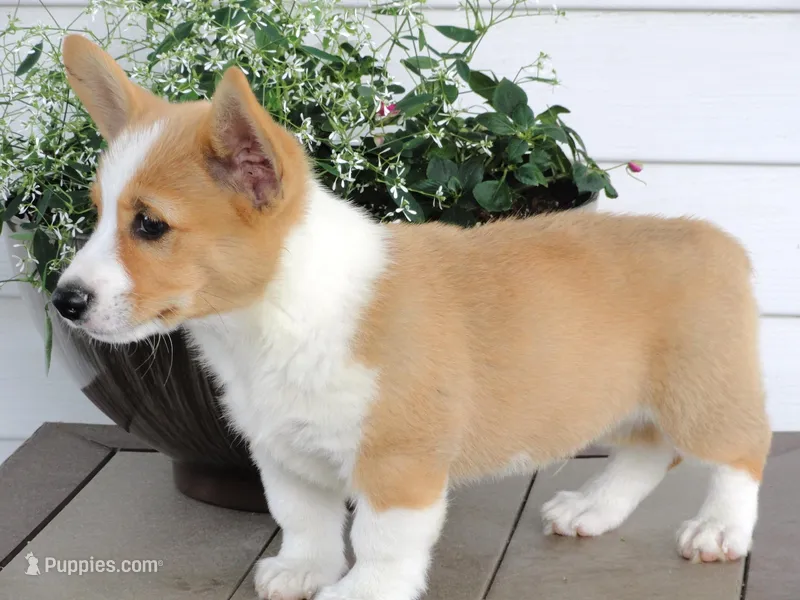Kilo (AKC) – Pembroke Welsh Corgi puppy for sale in Nappanee, IN