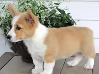 Kilo (AKC), a male Pembroke Welsh Corgi for sale in Nappanee, IN – 1 of 8