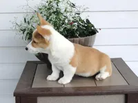 King (AKC), a male Pembroke Welsh Corgi for sale in Nappanee, IN – 2 of 8
