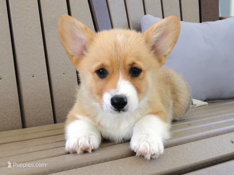 Jake – Pembroke Welsh Corgi puppy for sale in Nappanee, IN