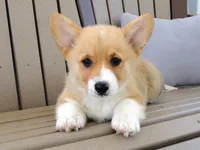 Jake, a male Pembroke Welsh Corgi for sale in Nappanee, IN – 1 of 7