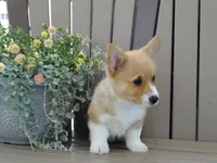 Jake, a male Pembroke Welsh Corgi for sale in Nappanee, IN – 7 of 7