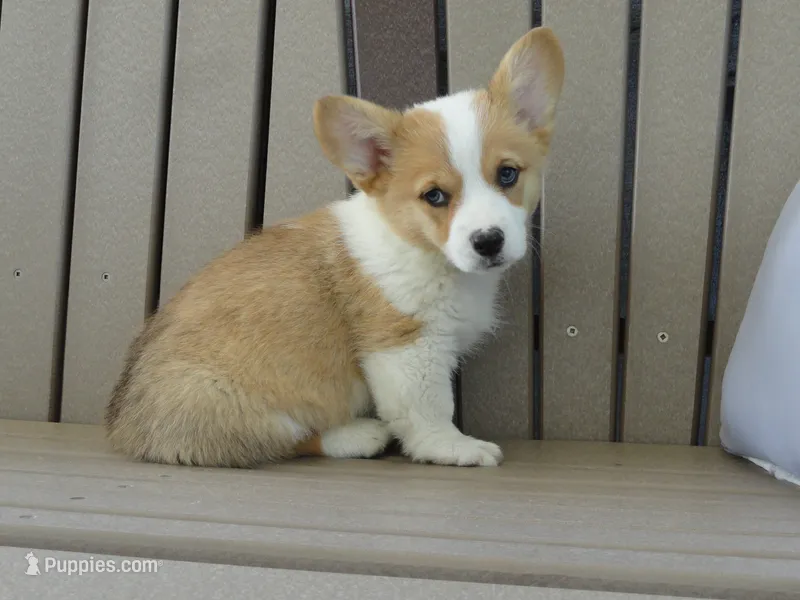 Juni – Pembroke Welsh Corgi puppy for sale in Nappanee, IN