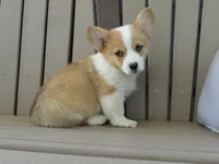 Juni, a female Pembroke Welsh Corgi for sale in Nappanee, IN – 1 of 8