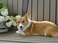 Izzy (AKC), a female Pembroke Welsh Corgi for sale in Nappanee, IN – 5 of 8