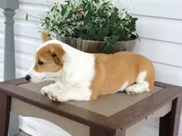 King (AKC), a male Pembroke Welsh Corgi for sale in Nappanee, IN – 4 of 8