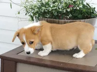 Kobe (AKC), a male Pembroke Welsh Corgi for sale in Nappanee, IN – 7 of 8