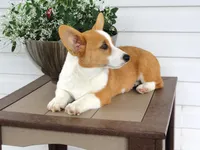 Kilo (AKC), a male Pembroke Welsh Corgi for sale in Nappanee, IN – 5 of 8