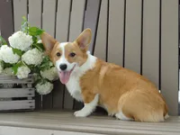 Ivy (AKC), a female Pembroke Welsh Corgi for sale in Nappanee, IN – 5 of 8