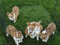 Iris (AKC), a female Pembroke Welsh Corgi for sale in Nappanee, IN – 7 of 8