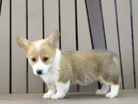 Jackie, a female Pembroke Welsh Corgi for sale in Nappanee, IN – 6 of 6