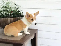 King (AKC), a male Pembroke Welsh Corgi for sale in Nappanee, IN – 5 of 8