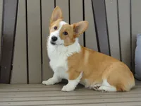 Ivy (AKC), a female Pembroke Welsh Corgi for sale in Nappanee, IN – 4 of 8