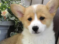 Jackie, a female Pembroke Welsh Corgi for sale in Nappanee, IN – 2 of 6