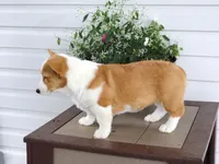 Kona (AKC), a female Pembroke Welsh Corgi for sale in Nappanee, IN – 6 of 8