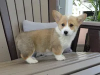 Jackie, a female Pembroke Welsh Corgi for sale in Nappanee, IN – 5 of 6